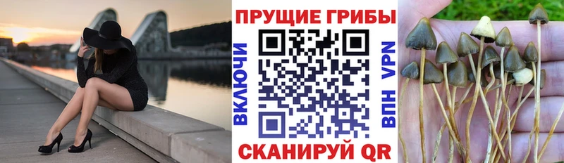 Галлюциногенные грибы Psilocybe  Челябинск 